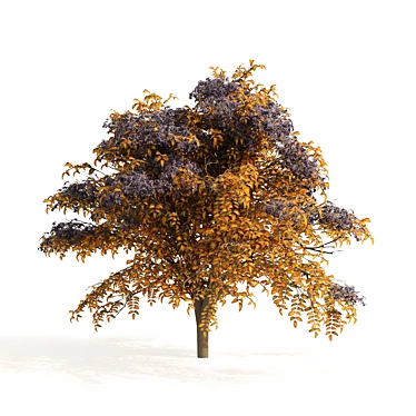 Autumn Aralia Elata Tree Pair 3D model image 1 