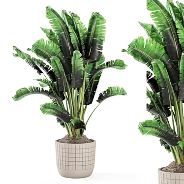 Concrete Pot Banana Plant Set 3D model image 1 