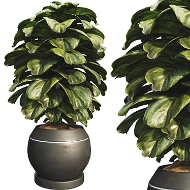 Compact Glossy Ficus Lyrata Bambino 3D model image 1 