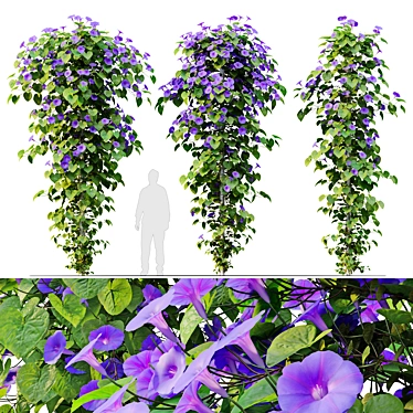 Blue Morning Glory 3D Model 3D model image 1 