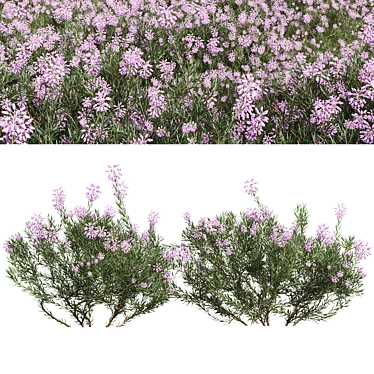 Winter Heather Shrub 3D Models 3D model image 1 