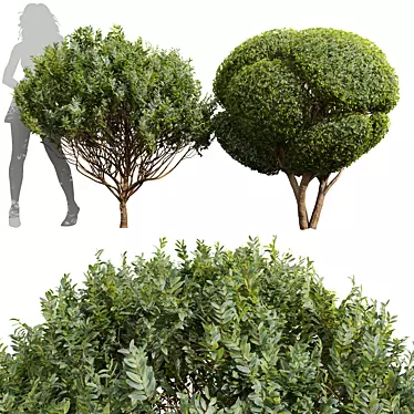 Pruned Bonsai Collection Duo 3D model image 1 