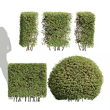 Pyrosia Lingua Fern Sphere Hedge 3D model image 1 