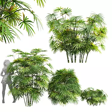 Rhapis Excelsa Palm 3D Model 3D model image 1 