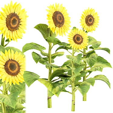  3D Sunflowers Model Collection 3D model image 1 