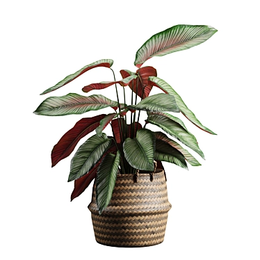 Exotic Calathea Ornata Plant Basket 3D model image 1 