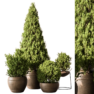 Pine Garden Plant Outdoor Green 3D model image 1 