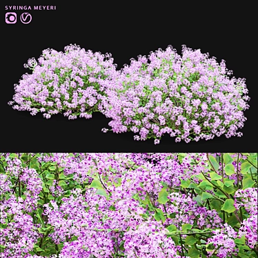 Syringa Meyeri Bushes Set | 3D Models 3D model image 1 