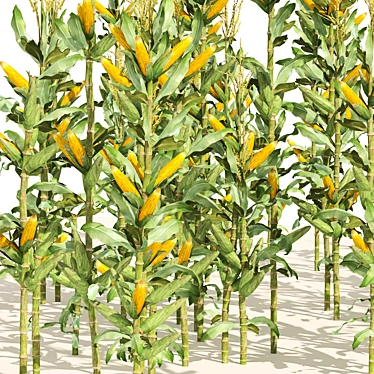 Lush Corn Cluster Field Model 3D model image 1 