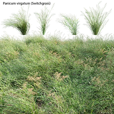 Versatile 3D Switch Grass Models 3D model image 1 