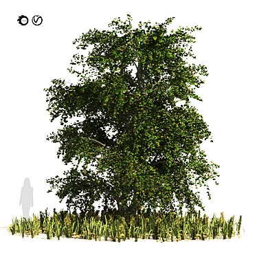 Japanese Katsura Tree 3D Model 3D model image 1 