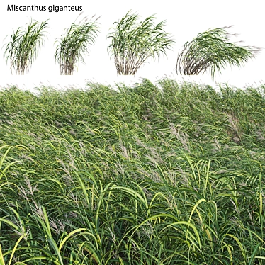 Complete 3D Miscanthus Plant Models 3D model image 1 