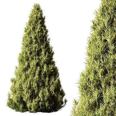 Evergreen Pine Tree Set 123 3D model image 1 