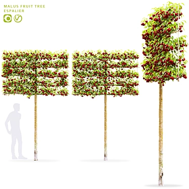 Espalier Malus Fruit Tree Model 3D model image 1 