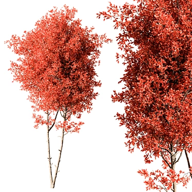 Maple Tree Set 129 3D model image 1 