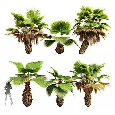 Tropical 3D Pritchardia Garden Tree 3D model image 1 
