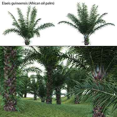  Complete 3D African Oil Palm 3D model image 1 