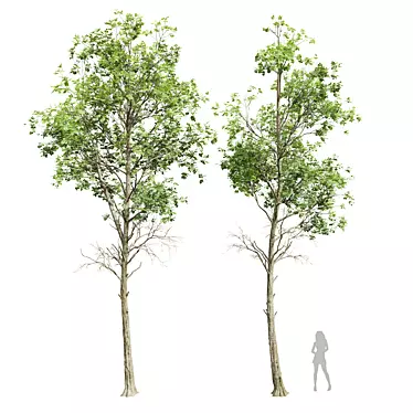 Fagus Sylvatica001 3D Plant Models 3D model image 1 