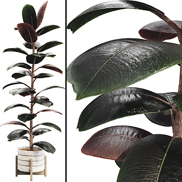 Glossy Ficus Elastica Indoor Plant 3D model image 1 