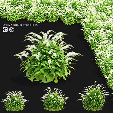 Lysimachia Clethroides Floral 3D Models 3D model image 1 