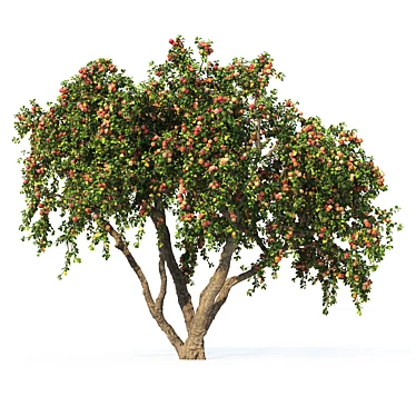 6m Apple Tree Model 2012 3D model image 1 