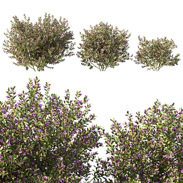 Variegated Prostanthera 2016 3D Model 3D model image 1 