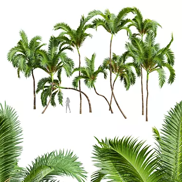 Luxury Areca Catechu Plant Collection 3D model image 1 