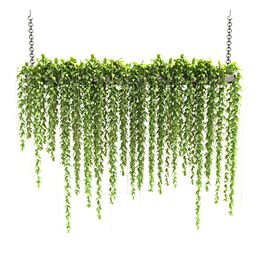 Suspended Plants Collection 29 3D model image 1 