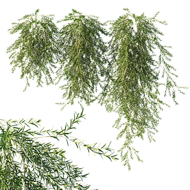 Vines Rosemary 3D Model 2016 3D model image 1 