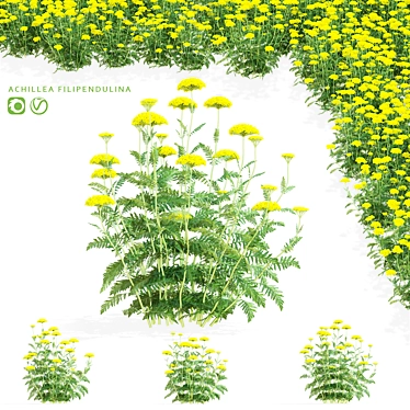 Filipendula Achillea 3D Flower Models 3D model image 1 