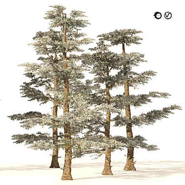 White Fir 3D Model Forest 3D model image 1 