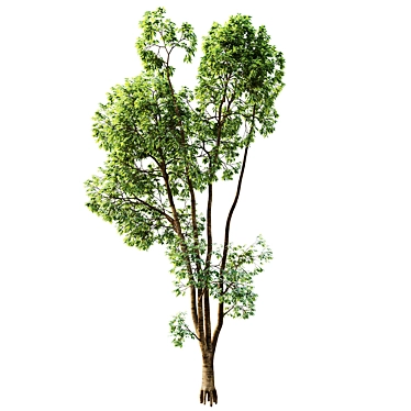 Ash Tree 3D Model Pack 3D model image 1 