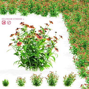 Hybrid Helenium Flower Collection 3D model image 1 