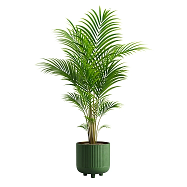 Tropical Beauty Areca Palm 3D model image 1 