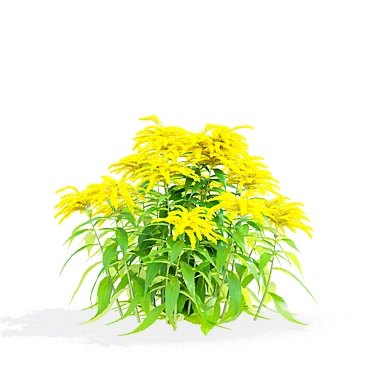 Goldenrod Flower 3D Models Bundle 3D model image 1 