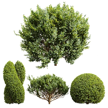 Pruned Bonsai Tree Models Bundle 3D model image 1 