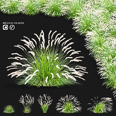 Decorative grass bundle | Melica ciliata 3D model image 1 