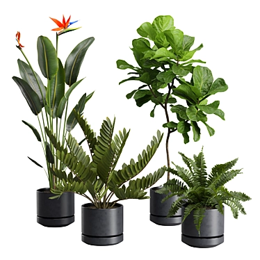 Exotic Indoor Plants Selection Pack 3D model image 1 