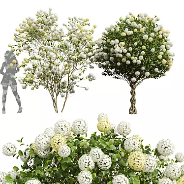 Luxury Viburnum Bush 3D Models 3D model image 1 