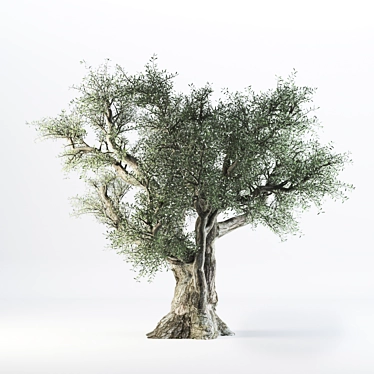 VRay Olive Tree 3D Model 3D model image 1 