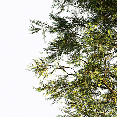 Corona Pine Tree Model 3D model image 1 