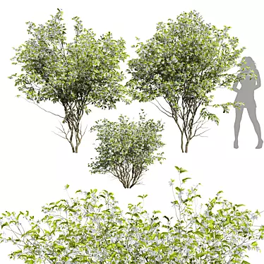 Amelanchier lamarckii 3D Tree Models 3D model image 1 