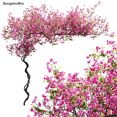 Versatile 3D Bougainvillea Plant Models 3D model image 1 