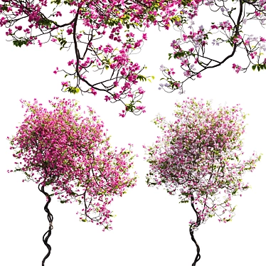 3D Bougainvillea Plant Models Pack 3D model image 1 