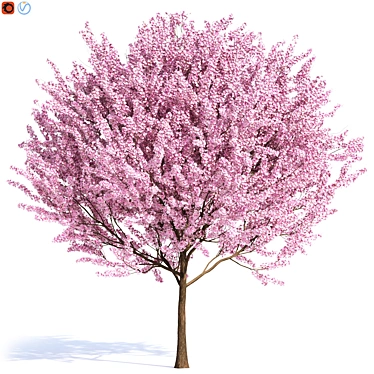 Russian ORNAMENTAL PLUM Tree 3D model image 1 