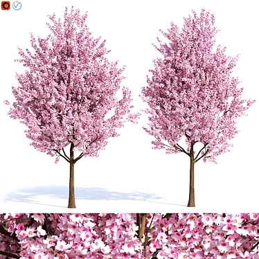 Elegant Plum Tree 2 3D model image 1 