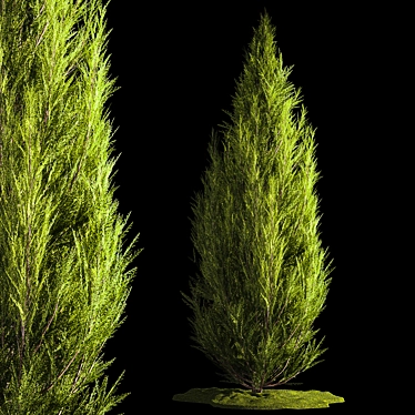 Blue thuja and cypress for landscape design. Plant collection 1165