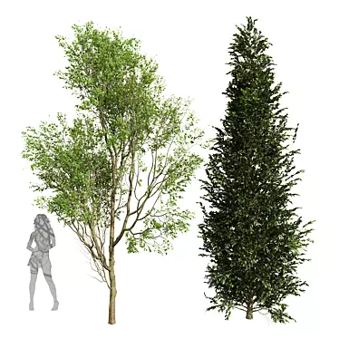 Dual 3D Tree Models Bundle 3D model image 1 