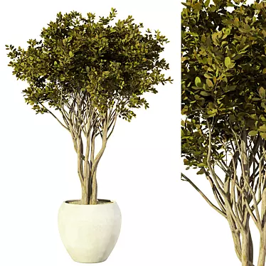 Elegant Indoor Plant No.32 3D model image 1 