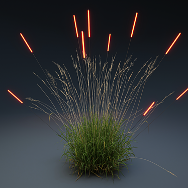 lighted Calamagrostis_arundinacea